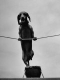 Dachshund in Training