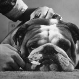 Bulldog Having Whiskers Clipped with Stubby Pair of Scissors in Preparation for Westminister Show