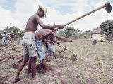 Haitian Men Using Long Hoes Working in Field