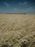 Harvest Story: Combines Harvest Wheat at Ranch in Texas