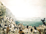 Group of Puffins Gathered with Penguins on Ragged Rock Overlooking Bering Strait