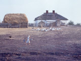 Woman Tending Flock of White Geese on Farm