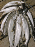 Close-Up of a Catch of Trout