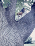 Lyndon Johnson's White House Beagle That Allegedly Climbs a Tree, Washington D.C