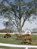 Calumet, Horse Farm