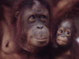 Orangutans in Captivity, Sandakan, Soabah, and Malasia, Town in Br. North Borneo