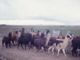 Herd of Black, Brown and White Llamas Walking Through Field with Indian Herdsman, Bolivia