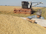 Buy Farmer Examining Harvest of Oats in Large Cart, with Combine and Field of Growing Oats in Back at AllPosters.com