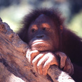 Orangutans in Captivity, Sandakan, Soabah, and Malasia, Town in Br. North Borneo