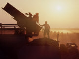 Buy Grape Harvest During Sunset at AllPosters.com