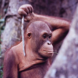 Orangutans in Captivity, Sandakan, Soabah, and Malasia, Town in Br. North Borneo