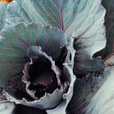 Close-Up of Pesticide-Free, Dew-Covered Cabbage Leaves with Worn Holes, Raised Organically