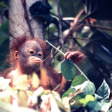 Orangutans in Captivity, Sandakan, Soabah, and Malasia, Town in Br. North Borneo