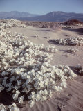 Buy Desert Wild Flowers at AllPosters.com