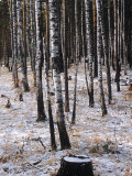 Russian Look of the Land Essay: Birch Trees in a Forest