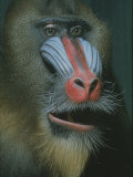 Mandrill Monkey