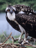 Osprey on Gardiners Island