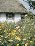Russian Look of the Land Essay: Marygolds in the Garden of a Farm