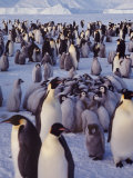 Emperor Penguins, Antarctica