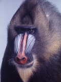 Mandrill Monkey at the Bronx Zoon