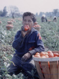 Buy Boy Wearing an Old Scout Shirt, Eating Tomato During Harvest on Farm, Monroe, Michigan at AllPosters.com