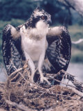 Osprey on Gardiners Island