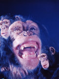 Darwin's Study of the Expressions of Monkeys in Formulating His Theory of Evolution Photographic Print