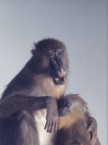 Mandrill Monkey at the Bronx Zoon
