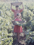 Grape Harvesters at the Conchay Toro Vineyards, Chile
