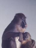 Mandrill Monkey at the Bronx Zoon