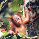Orangutans in Captivity, Sandakan, Soabah, and Malasia, Town in Br. North Borneo