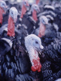 Broad Breasted Bronze Turkeys on Turkey Farm