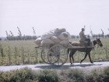 Russian Look of the Land Essay: Cotton Sacks Loaded on Horse Drawn Carts on Road Outside Frunze