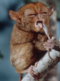 Buy Tarsier Found on Several Islands in Southeast Asia Eating a Gecko at AllPosters.com