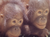 Buy Orangutans in Captivity, Sandakan, Soabah, and Malasia, Town in Br. North Borneo at AllPosters.com