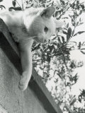 Buy Cat Owned by Olympic Track Star Harold Connoly and Family at AllPosters.com