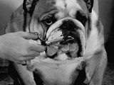 Bulldog Having Whiskers Clipped with Stubby Pair of Scissors in Preparation for Westminister Show