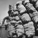 Buy Boy Driving Truck Carrying Load of Potatoes at AllPosters.com