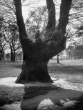 Buy Children Playing and Climbing up Trees at AllPosters.com