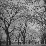 Buy People Walking Through Cherry Orchard at AllPosters.com