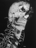 Startling Papier-Mache Model of Human Skull Exhibited by Clay-Adams Co