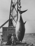 337 Lb. Tuna Caught at Cabo Blanco, Peru by Member of the Cabo Blanco Fishing Club