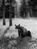 Bear in Woods in Yellowstone National Park
