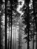 Buy Trees in the Black Forest at AllPosters.com
