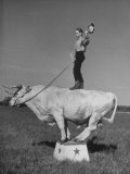 Boy Standing on Shorthorn Bull at White Horse Ranch