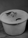 Buy Greedily Hungry Kitten Almost Drowning in a Pot of Milk after Climbing over the Side to Drink at AllPosters.com