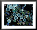 Microscopic view of diatoms