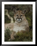 Portrait of a Mountain Lion with Snowflakes