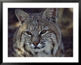 Buy Close-up of a bobcat at AllPosters.com