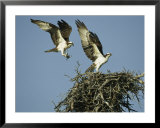 Osprey Landing in its Nest near its Partner